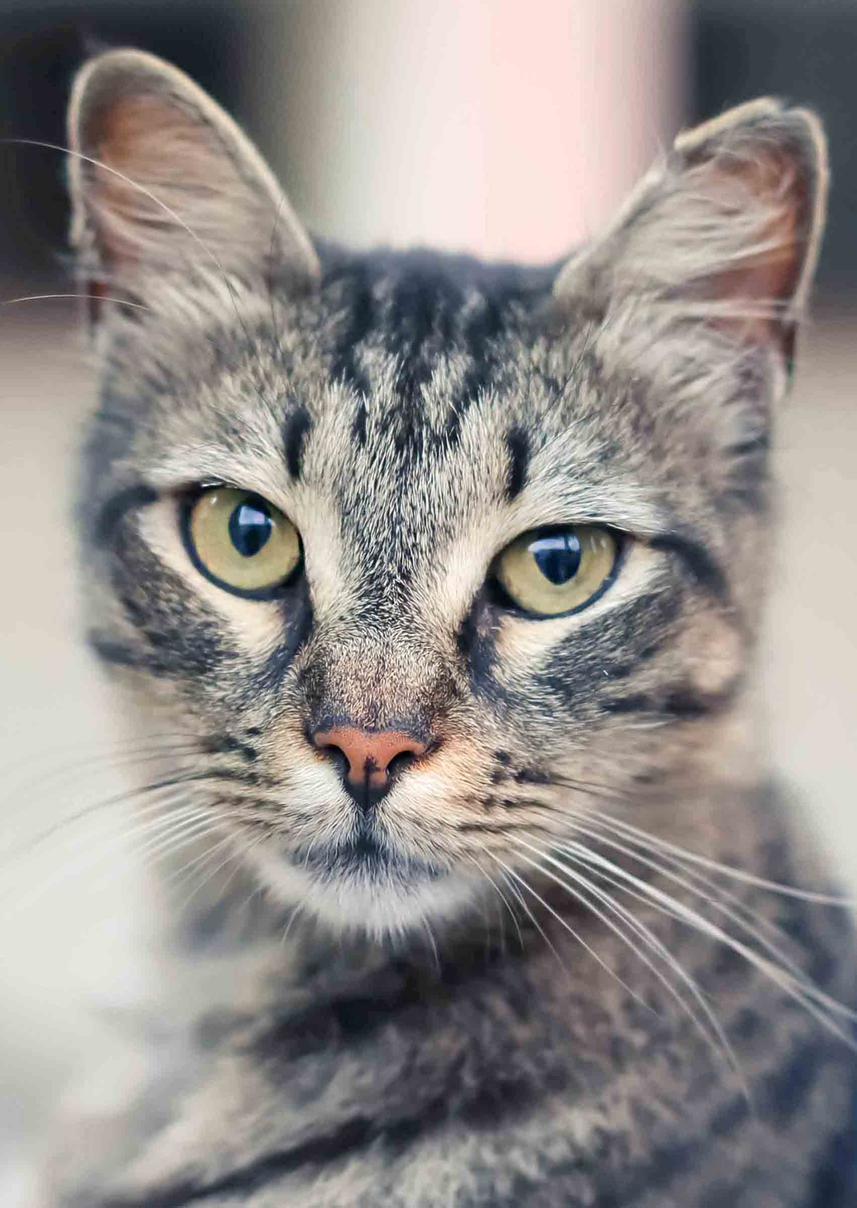 Кошки, коты и другие загадки