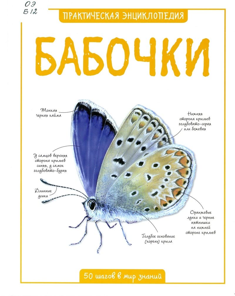 Бабочки : 50 шагов в мир знаний