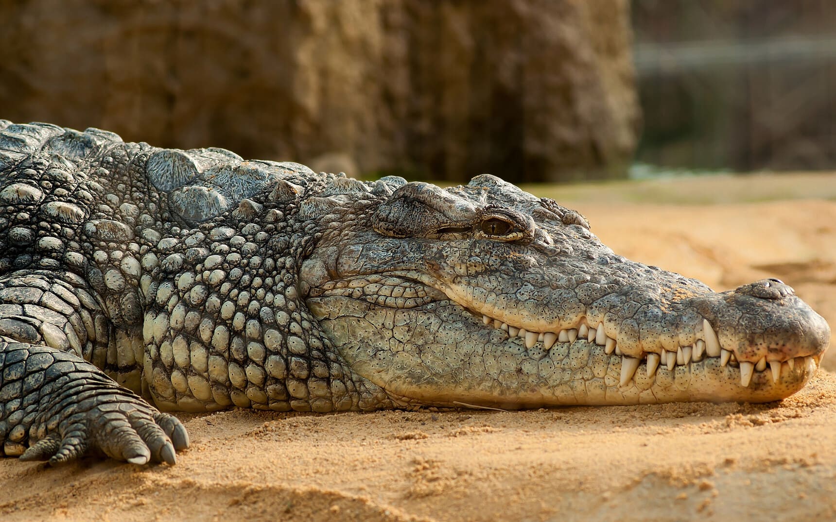 rgdb.ru - ВебЛандия рекомендует: всё о крокодилах