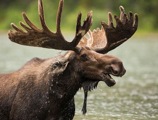 Эколекция в РГДБ