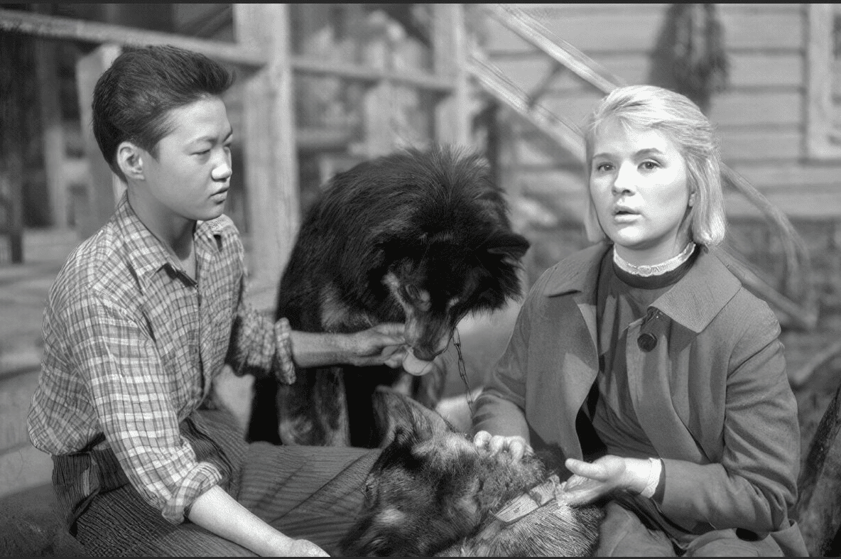 Кадр из художественного фильма «Дикая собака динго», 1962 г.