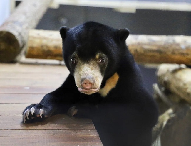 Московский зоопарк на #ЧитайФесте