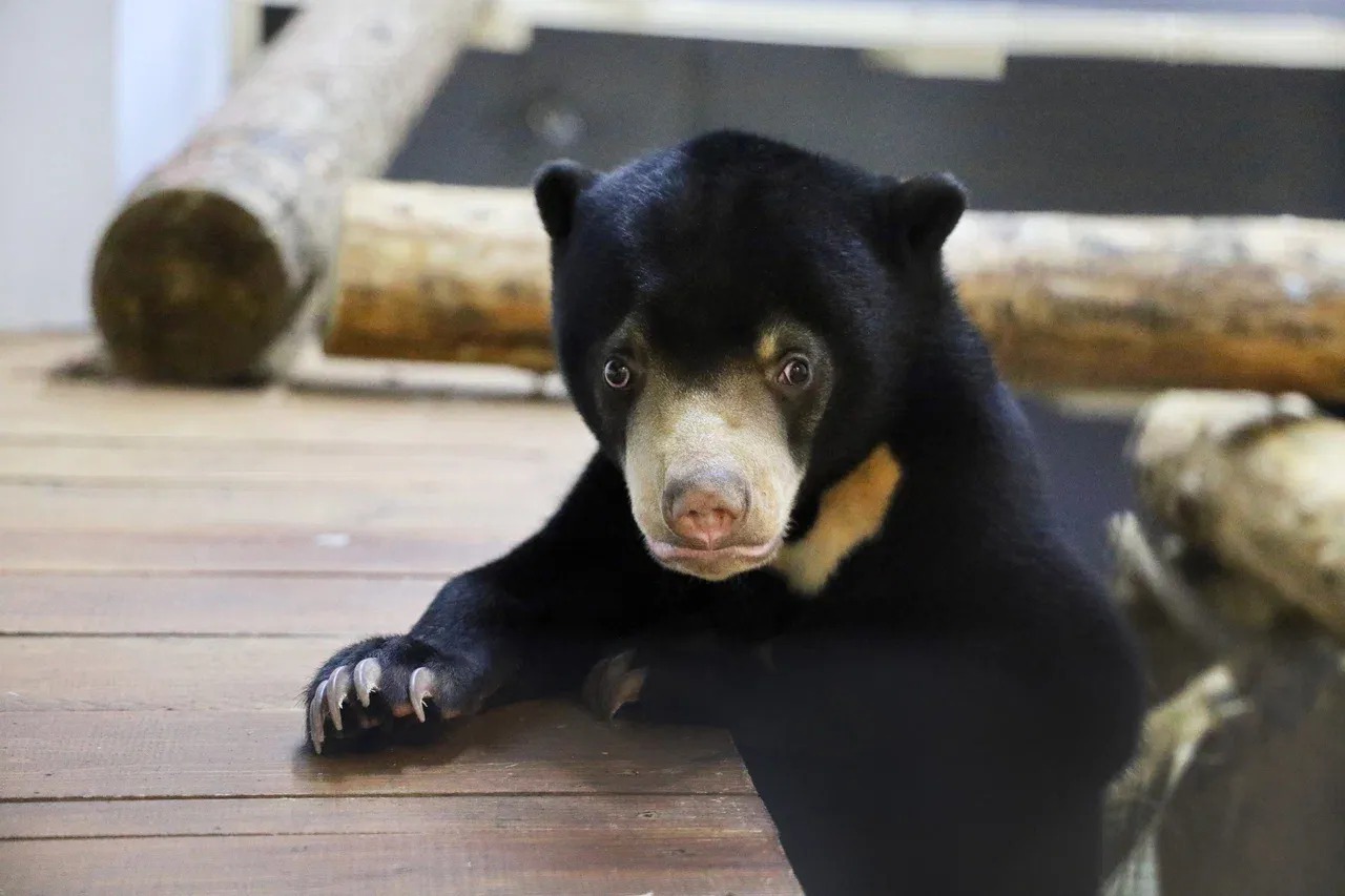 moskovskij zoopark na chitajfeste 1