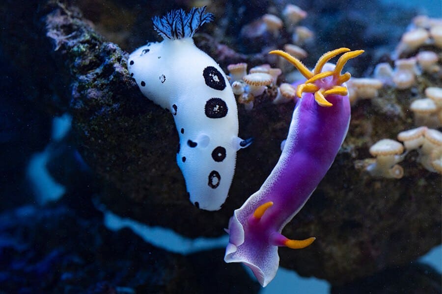 Голожаберные моллюски