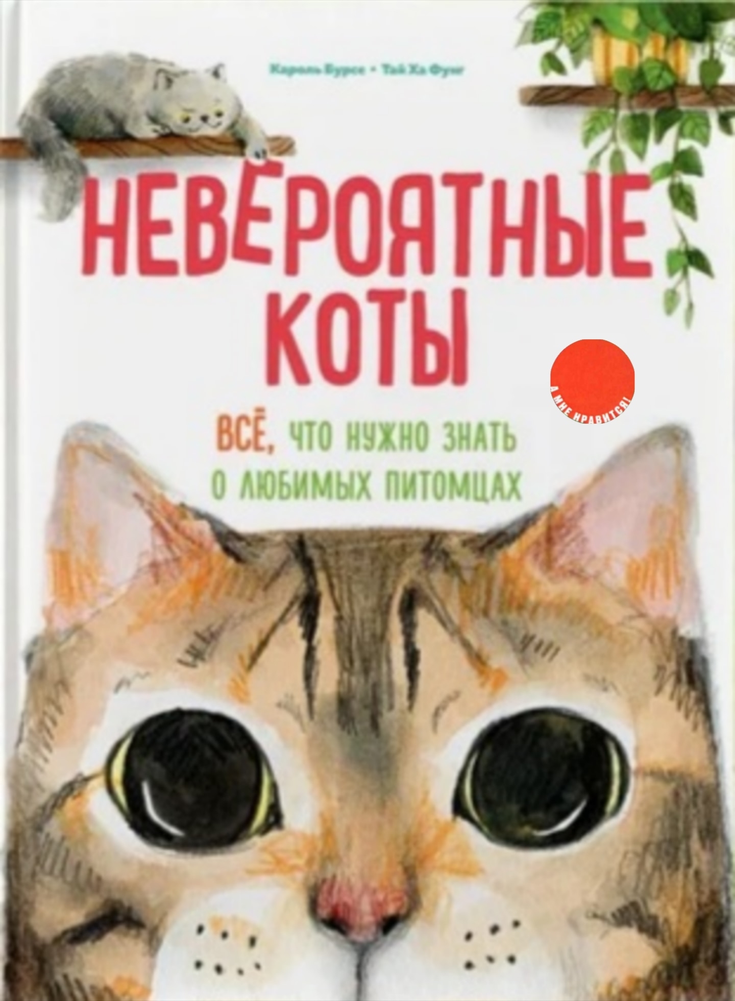 Невероятные коты : всё, что нужно знать о любимых питомцах