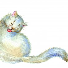 Коты бывают разные. Из книги "Камушек, фантик, цветок"