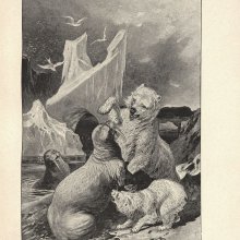 Иллюстрированная естественная история. Битва моржа с медведем