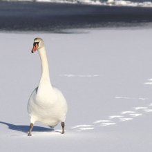Следы лебедя хорошо видны на снегу