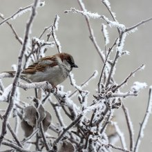 Воробьи с огромным удовольствием живут рядом с людьми