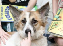 Читаем вместе с DogУроком / Библионочь – 2023
